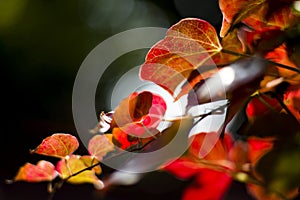 Autumn leaves in sunlight