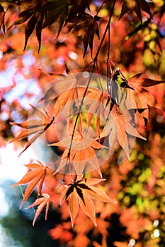 Autumn leaves in sunlight