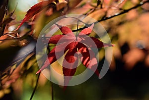 Autumn leaves in sunlight