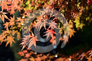 Autumn leaves in sunlight