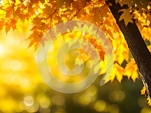 Autumn leaves on a sunlit tree, showcasing the vibrant colors of the season