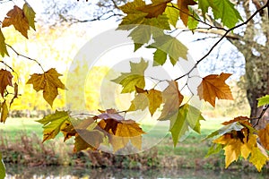 Autumn Leaves Sunny Fall Landscape Colorful Foliage Background