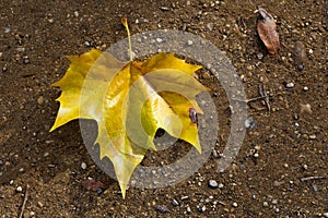 Autumn Leaves Sunny Fall Landscape Colorful Foliage Background