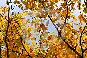 Autumn Leaves Sunny Fall Landscape Colorful Foliage Background