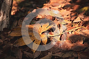 Autumn leaves at sunset light