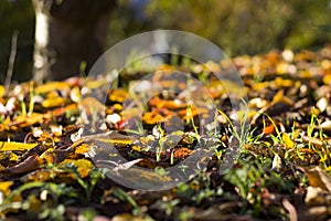 Autumn Leaves Sunset