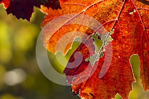 Autumn Leaves Sunset