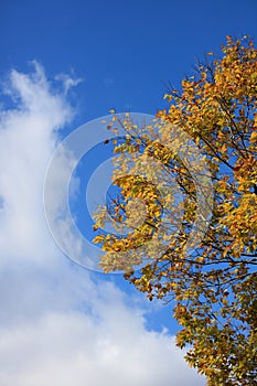 Autumn leaves on sunshine background
