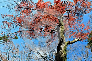 Autumn leaves on sunshine background