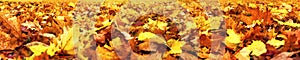 Autumn leaves, super wide banner