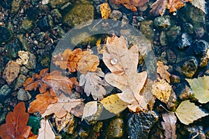autumn leaves on the surface of the water, fallen leaves in a puddle, a transparent drop of water on a leaf, an oak leaf