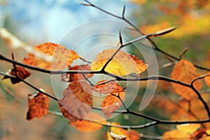 Autumn leaves swinging on a tree in autumnal park. Fall. Autumn colorful park