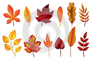 Autumn leaves. Symbols with watercolor texture, vector illustration. Isolated design elements set of maple, oak or birch