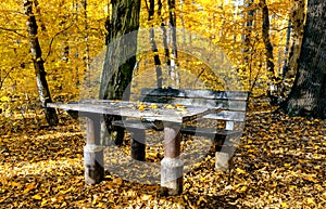 Autumn leaves on the table in the park