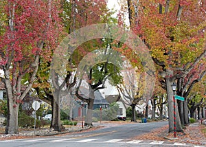 Autumn leaves on tall trees in residential street with Christmas decorations