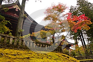 Autumn leaves with temple Rinnoji Temple in Nikko