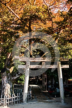 Autumn leaves - Torii in Okayama castle park, Japan