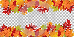 Autumn leaves on transparent background. Colorful background with autumn ornament. Red and orange foliage hanging on tree. October