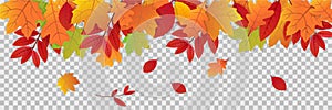 Autumn leaves on transparent background. Fall illustration with colorful leaf banner. Collection of red and orange leaves. Falling