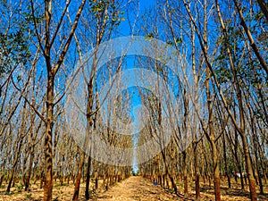 Autumn leaves on tree with the blue sky, in nature landscape of winter meadow of Thailand.