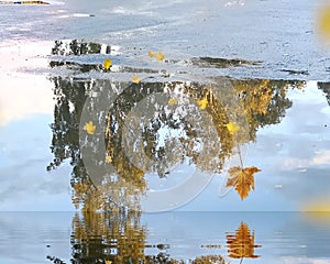Autumn leaves and  tree blue sky reflection on puddle water on asphalt  season background
