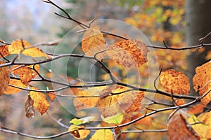 Autumn leaves on a tree branch in autumnal park. Fall. Autumn colorful park