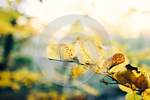 Autumn leaves on tree branch in sunny woods. Beautiful yellow hornbeam leaves on branches in fall. Autumn forest. Tranquil moment