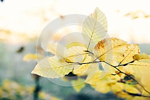 Autumn leaves on tree branch in sunny woods. Beautiful yellow hornbeam leaves on branches in fall. Autumn forest. Tranquil moment