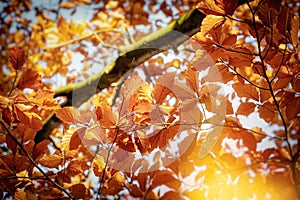 Autumn leaves on a tree in the forest, sun rays illuminate the branches on the tree