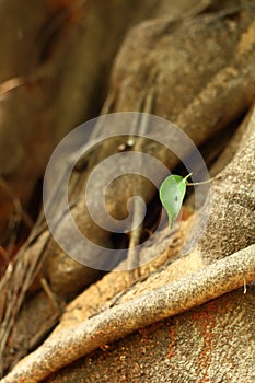 Autumn leaves on a tree, one of the oldest.