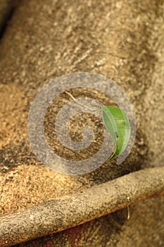 Autumn leaves on a tree, one of the oldest.