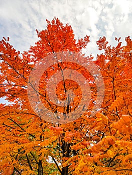 autumn leaves tree red orange yellow green grey sky