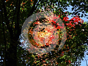 Autumn Leaves on a Tree: A scenic landscape view of fall colored leaves on a large tree showing a variety of autumn colors