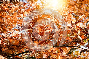 Autumn leaves on a tree in sunny day, beautiful nature in autumn