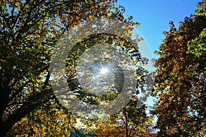 Autumn leaves on tree tops with sky and sun beams