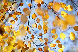 Autumn leaves on the trees