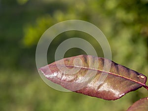 Autumn leaves on the trees change color. Dried tree leaf with red color and blur green background