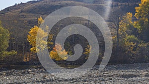 Autumn leaves on the trees on the hillside