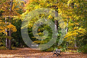 Autumn Leaves Trees Park Stroll Southwestern Ontario