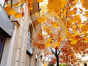 Autumn leaves and trees in urban road in the center of Ioannina city greece