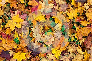 Autumn leaves and trefoil-clover