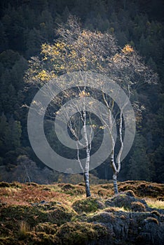 Two Birch Trees Isolated Against Woodland Backdrop At Holme Fell In The Lake District, UK. photo