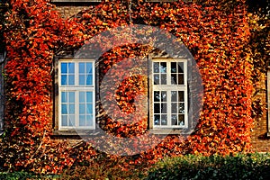 Autumn leaves with two white windows on old facade
