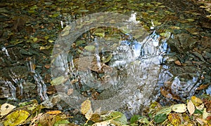 Autumn leaves under clear water surface