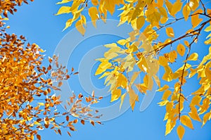 Autumn leaves under a sunny blue sky