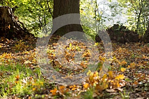 Autumn leaves under the trees in the park