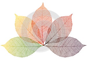 Autumn leaves, vector