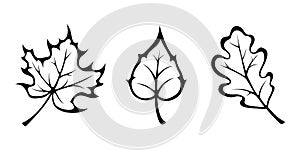 Autumn leaves. Vector black contours.