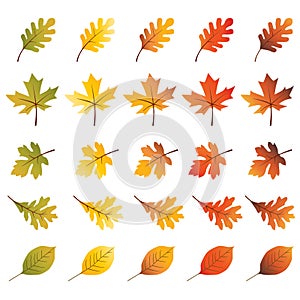 Autumn leaves vector illustrations