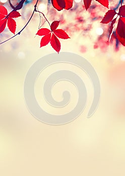 Autumn leaves vertical background. Beautiful Fall. Nature. Colorful autumnal leaf over blurred background